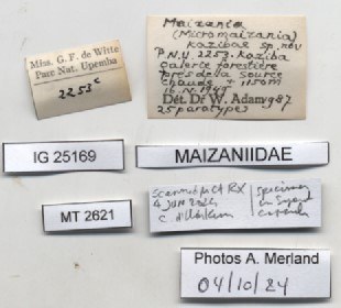 BE-RBINS-INV-MT-2621-Maizania-(Micromaizania)-kazibae-pt-label.jpg