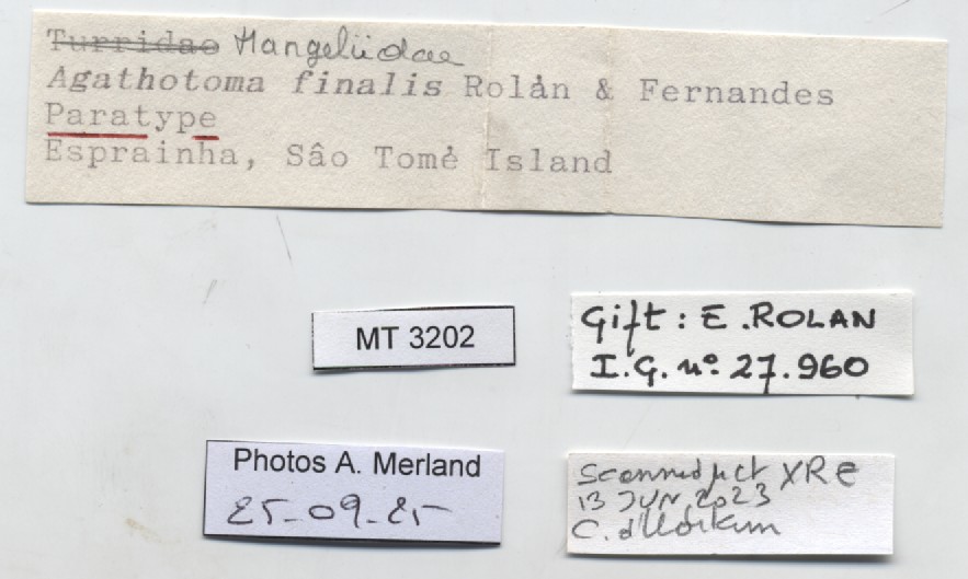 BE-RBINS-INV-MT-3202-Agathotoma-finalis-pt-label.jpg