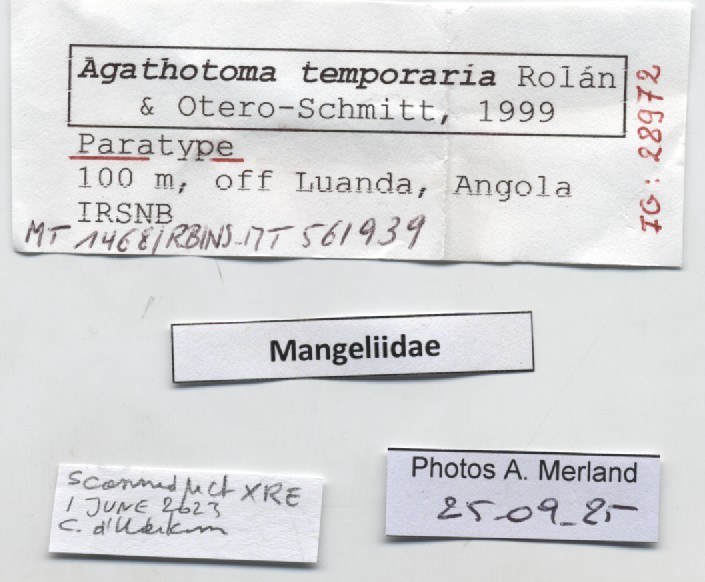 BE-RBINS-INV-MT-1468-Agathotoma-temporaria-pt-label.jpg