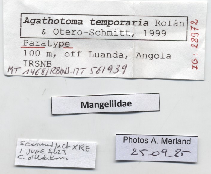 BE-RBINS-INV-MT-1468-Agathotoma-temporaria-pt-label.jpg