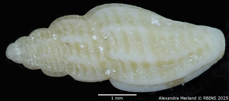 BE-RBINS-INV-MT-3205-Mangelia-companyoi-st-D.jpg BE-RBINS-INV-MT-3205-Mangelia-companyoi-st-D.jpg