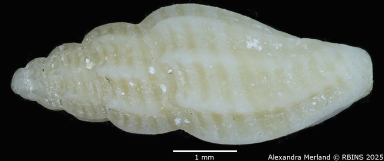 BE-RBINS-INV-MT-3205-Mangelia-companyoi-st-L2.jpg BE-RBINS-INV-MT-3205-Mangelia-companyoi-st-L2.jpg