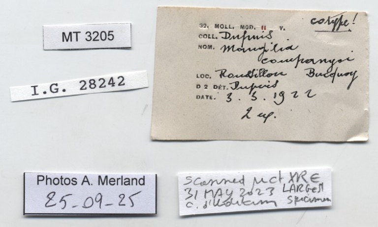 BE-RBINS-INV-MT-3205-Mangelia-companyoi-st-label.jpg BE-RBINS-INV-MT-3205-Mangelia-companyoi-st-label.jpg