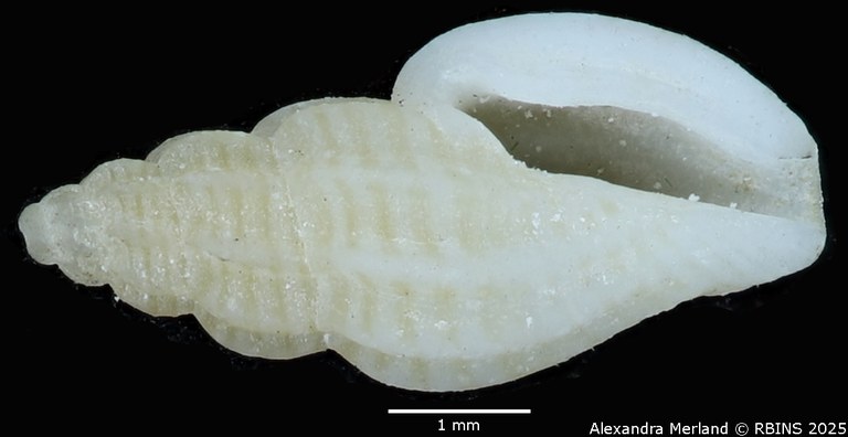 BE-RBINS-INV-MT-3205-Mangelia-companyoi-st-V.jpg BE-RBINS-INV-MT-3205-Mangelia-companyoi-st-V.jpg