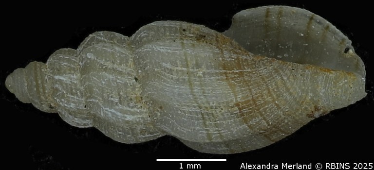 BE-RBINS-INV-MT-1467-Mangelia-lineorosata-pt-L2.jpg BE-RBINS-INV-MT-1467-Mangelia-lineorosata-pt-L2.jpg