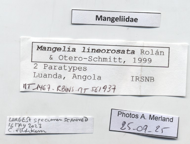 BE-RBINS-INV-MT-1467-Mangelia-lineorosata-pt-label.jpg