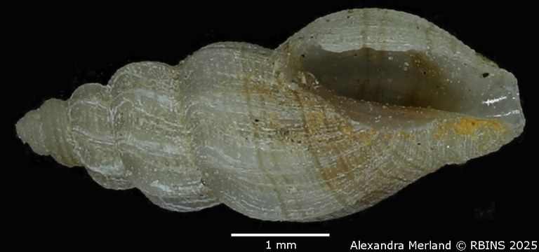 BE-RBINS-INV-MT-1467-Mangelia-lineorosata-pt-V.jpg BE-RBINS-INV-MT-1467-Mangelia-lineorosata-pt-V.jpg