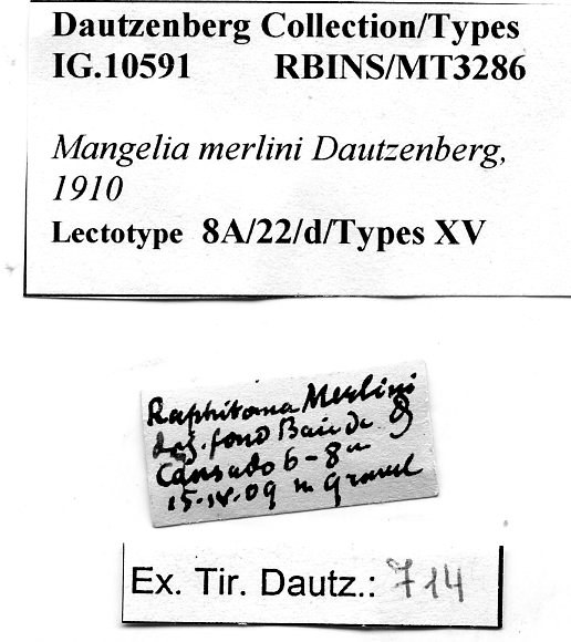 BE-RBINS-INV-MT-3286-Mangelia-merlini-lt-label.jpg