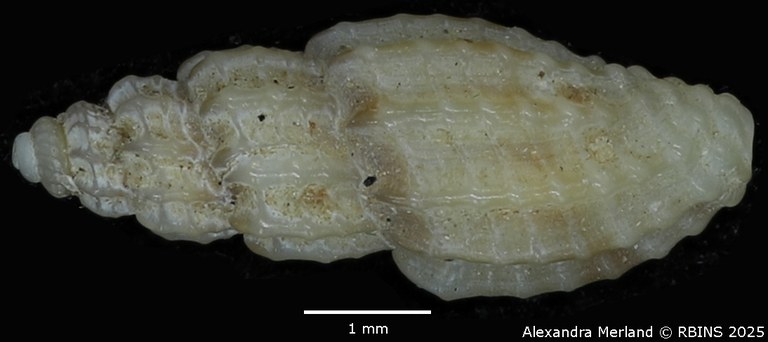 BE-RBINS-INV-MT-1469-Pyrgocythara-urceolata-pt-D.jpg BE-RBINS-INV-MT-1469-Pyrgocythara-urceolata-pt-D.jpg