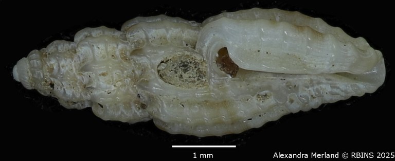 BE-RBINS-INV-MT-1469-Pyrgocythara-urceolata-pt-L.jpg BE-RBINS-INV-MT-1469-Pyrgocythara-urceolata-pt-L.jpg