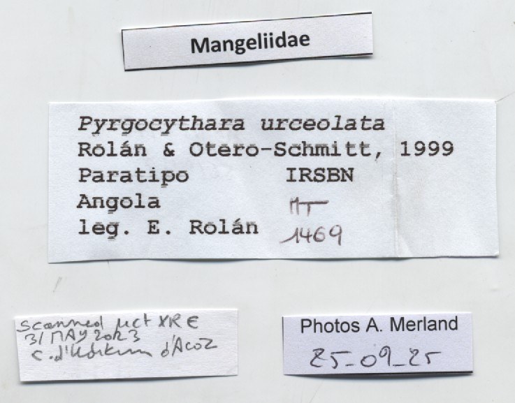 BE-RBINS-INV-MT-1469-Pyrgocythara-urceolata-pt-label.jpg BE-RBINS-INV-MT-1469-Pyrgocythara-urceolata-pt-label.jpg