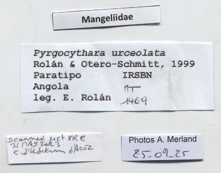 BE-RBINS-INV-MT-1469-Pyrgocythara-urceolata-pt-label.jpg