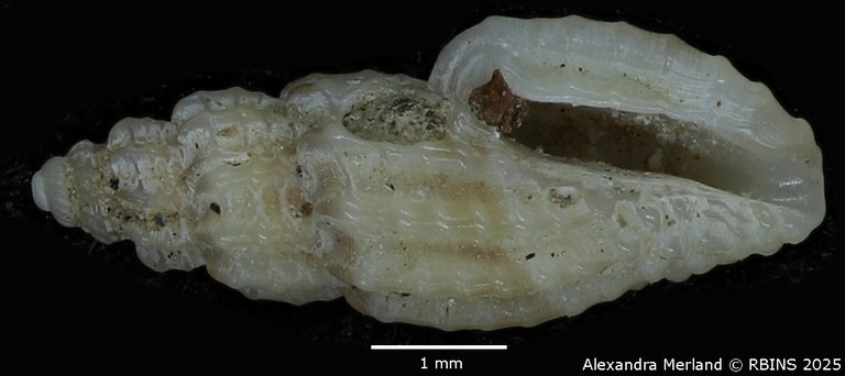 BE-RBINS-INV-MT-1469-Pyrgocythara-urceolata-pt-V.jpg BE-RBINS-INV-MT-1469-Pyrgocythara-urceolata-pt-V.jpg