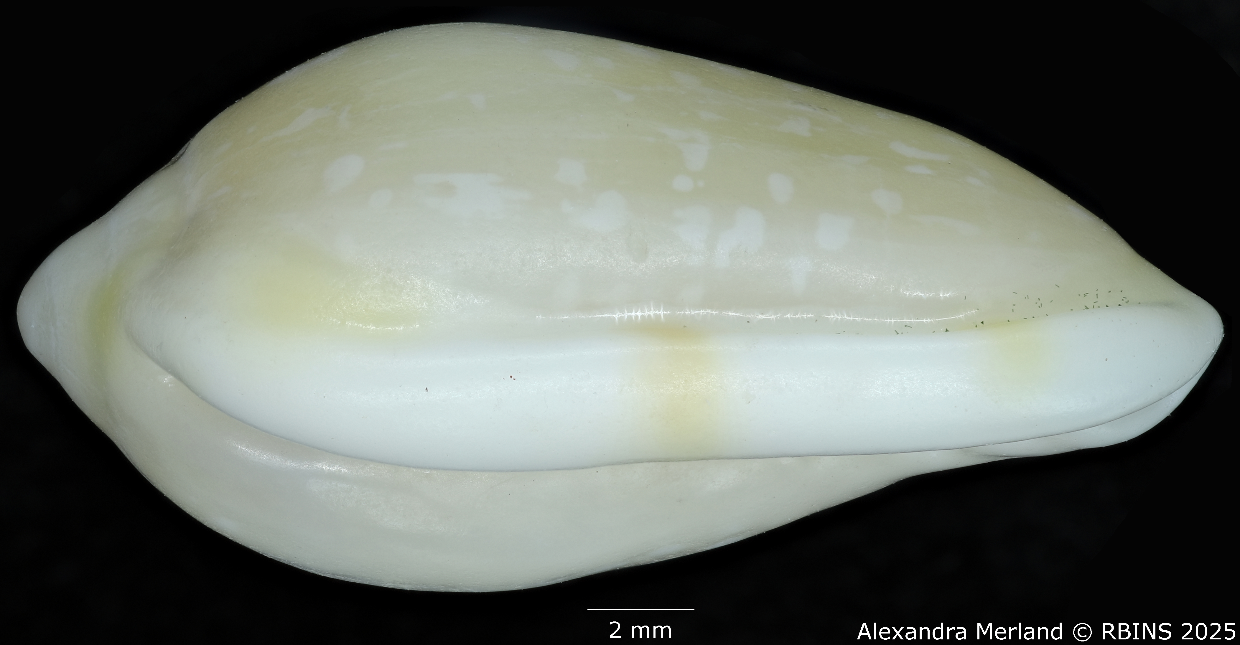 BE-RBINS-INV-MT-453-Marginella-antillana-ht-L.jpg