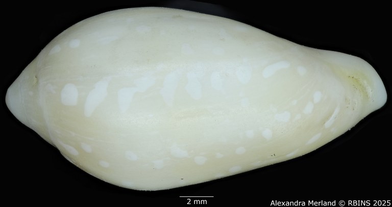 BE-RBINS-INV-MT-453-Marginella-antillana-ht-L2.jpg