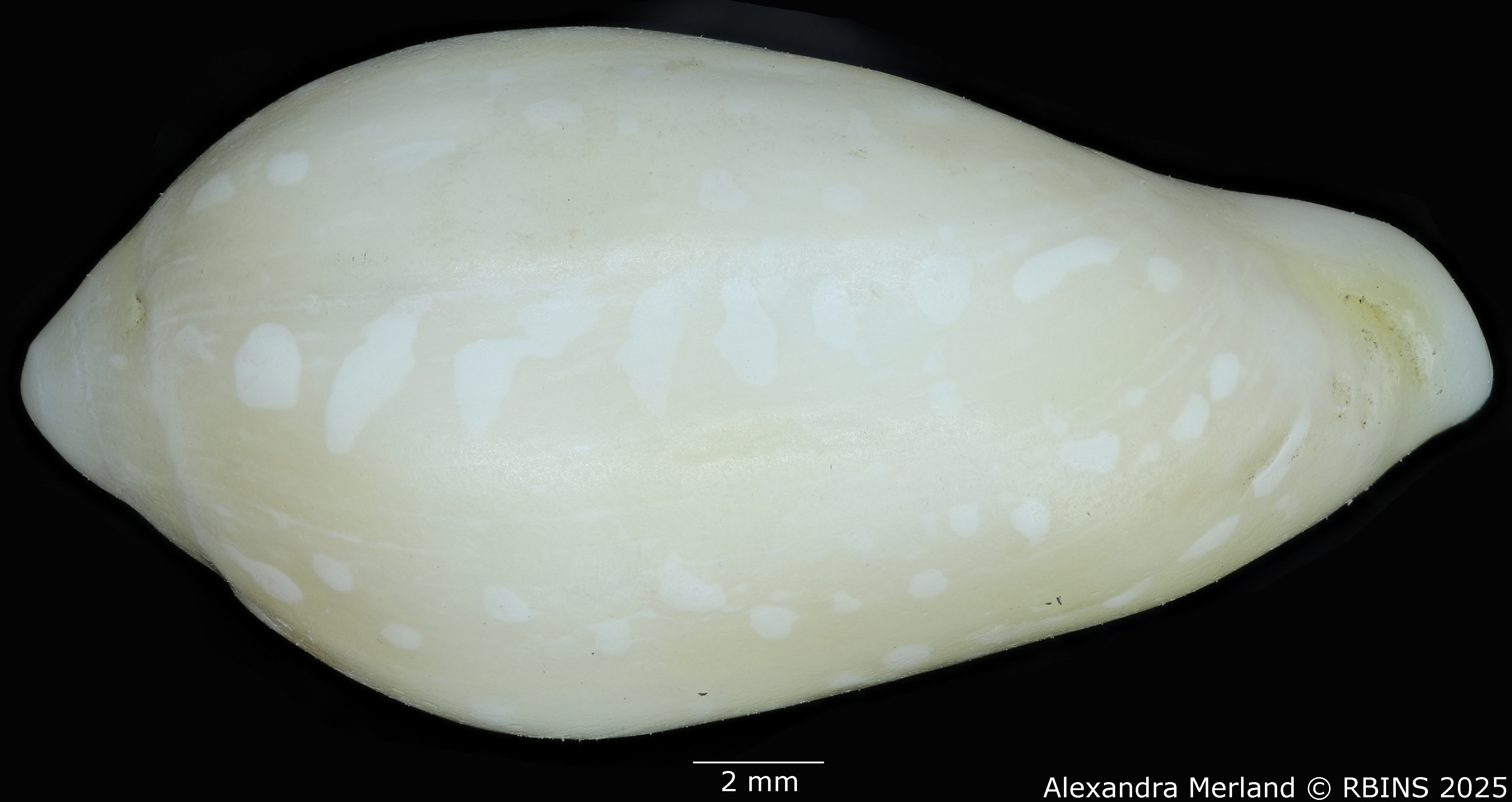 BE-RBINS-INV-MT-453-Marginella-antillana-ht-L2.jpg