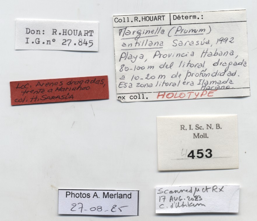 BE-RBINS-INV-MT-453-Marginella-antillana-ht-label.jpg