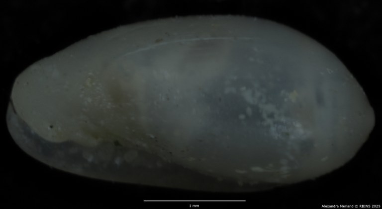 BE-RBINS-INV-MT-3139-Marginella-chudeaui-st-L2.jpg