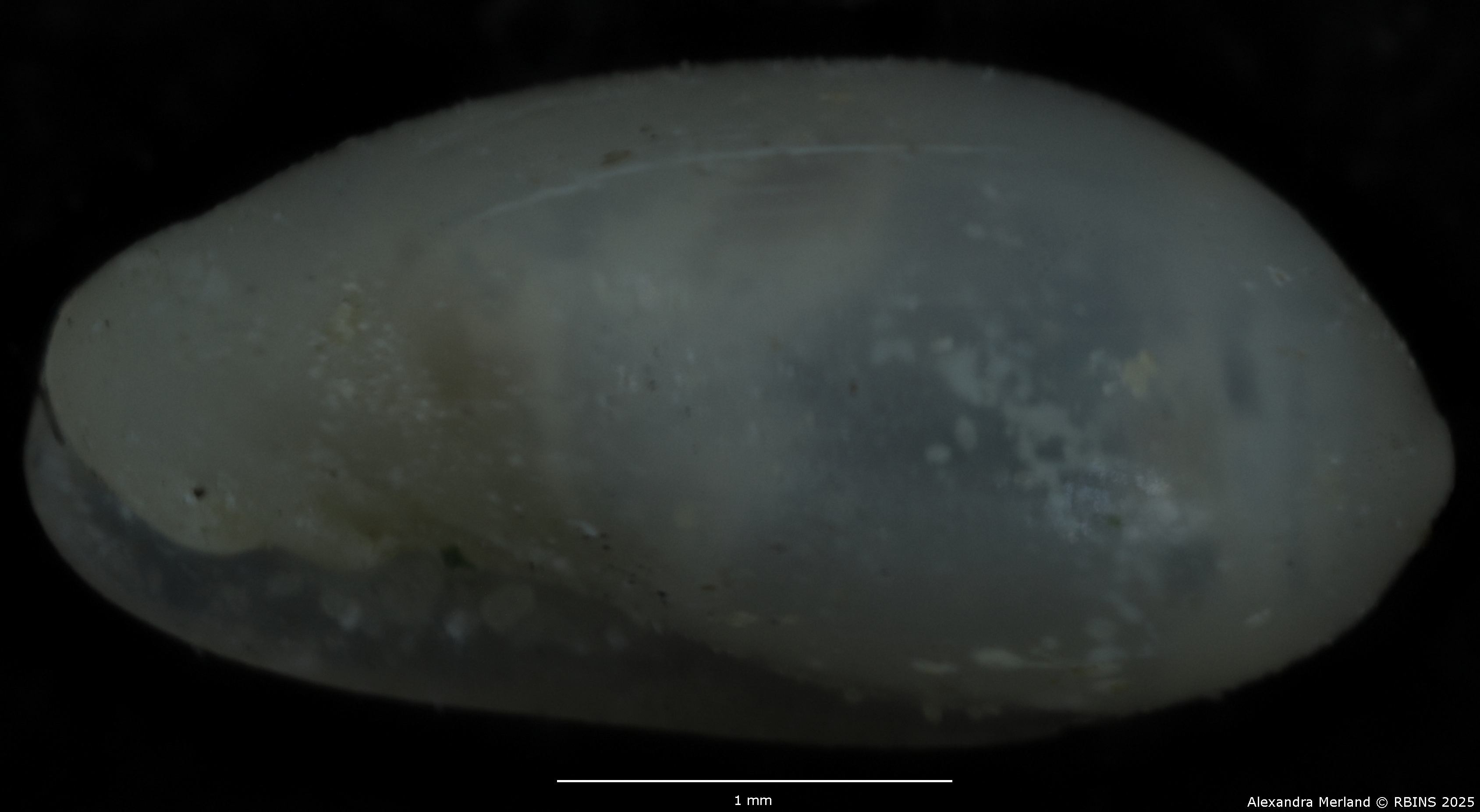 BE-RBINS-INV-MT-3139-Marginella-chudeaui-st-L2.jpg