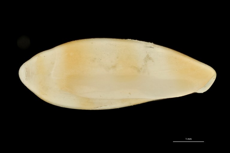 BE-RBINS-INV TYPE MT 620 Marginella hirasei LATERAL ZS PMax Scaled.jpg