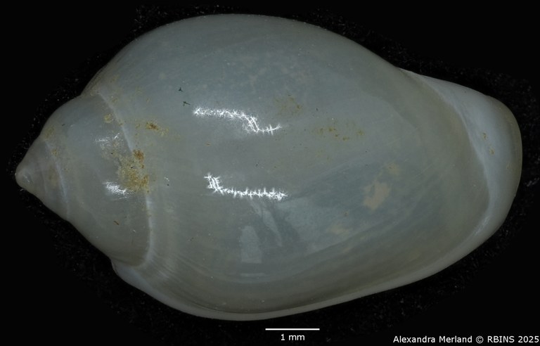 BE-RBINS-INV-MT-2230-Marginella-morrisoni-pt-D.jpg