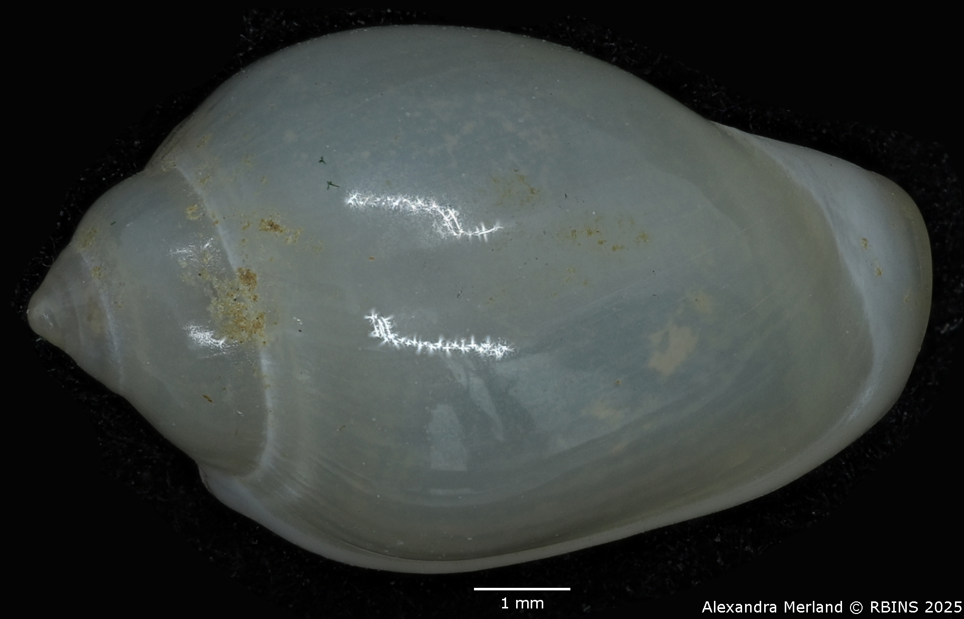 BE-RBINS-INV-MT-2230-Marginella-morrisoni-pt-D.jpg