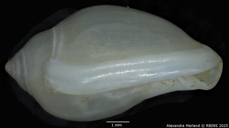 BE-RBINS-INV-MT-2230-Marginella-morrisoni-pt-L.jpg