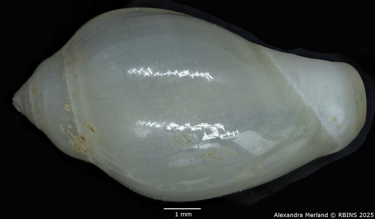 BE-RBINS-INV-MT-2230-Marginella-morrisoni-pt-L2.jpg