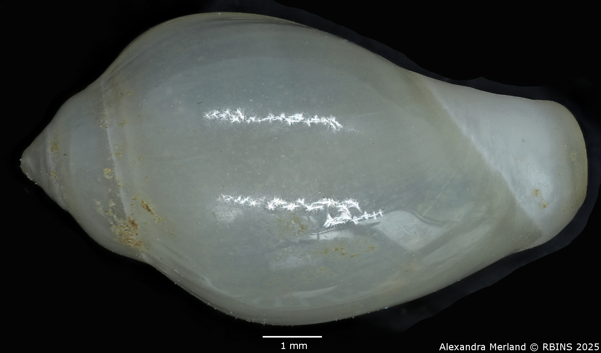 BE-RBINS-INV-MT-2230-Marginella-morrisoni-pt-L2.jpg