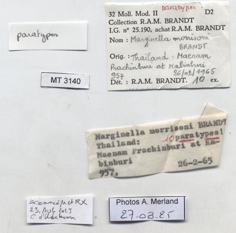 BE-RBINS-INV-MT-2230-Marginella-morrisoni-pt-label.jpg