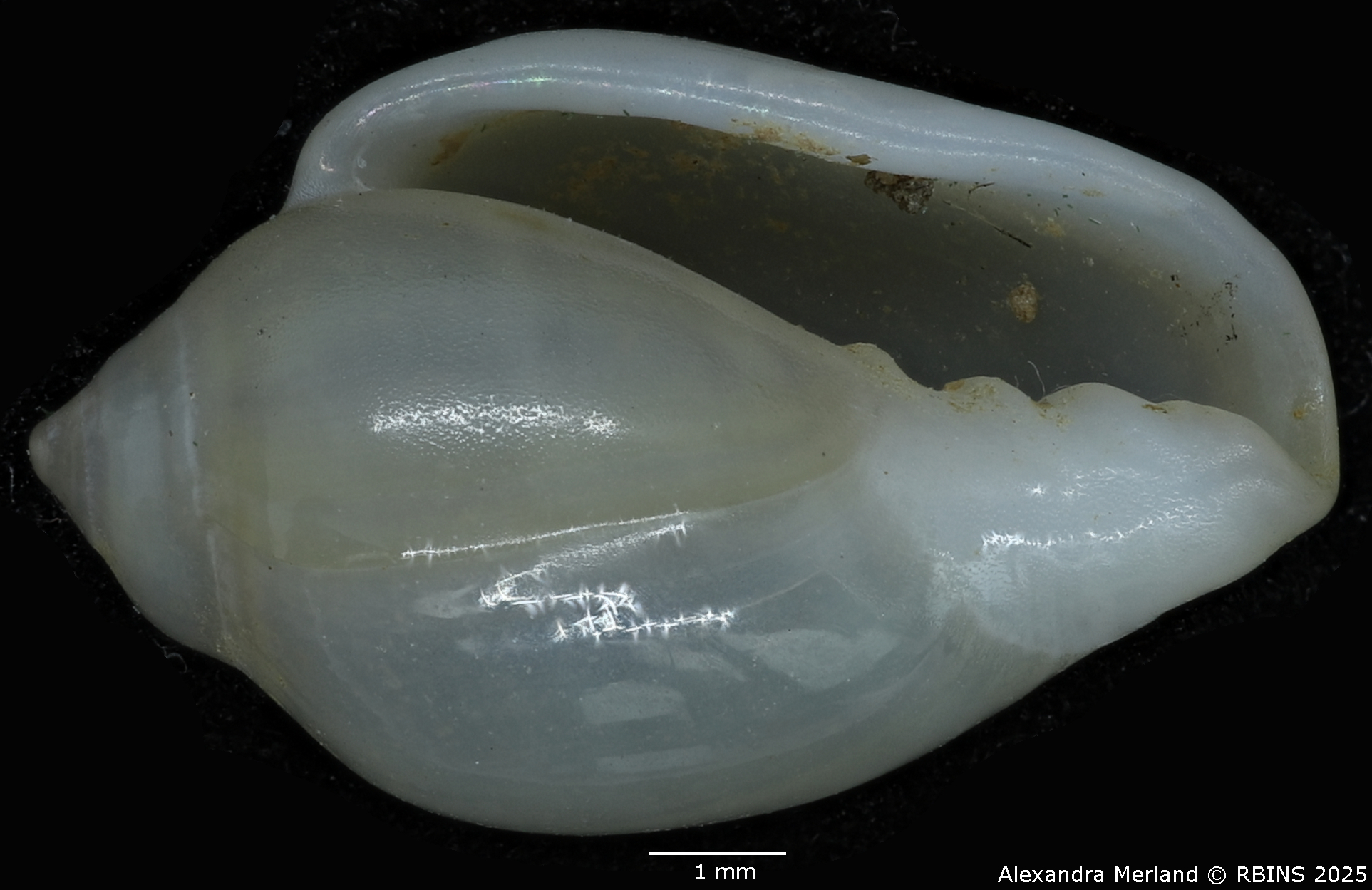 BE-RBINS-INV-MT-2230-Marginella-morrisoni-pt-V.jpg