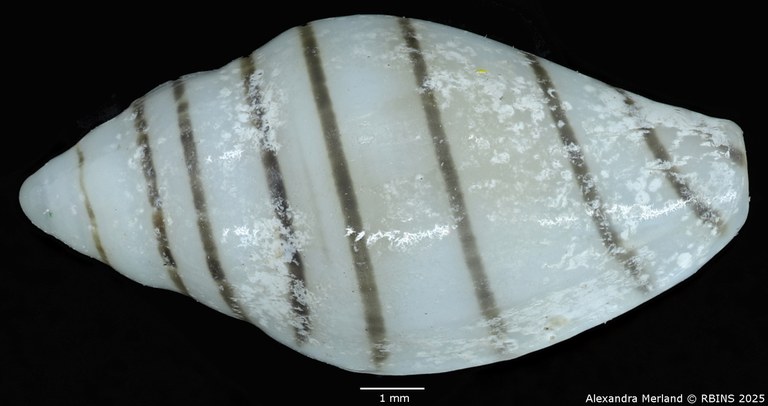BE-RBINS-INV-MT-1473-Marginella-poppei-pt-D.jpg BE-RBINS-INV-MT-1473-Marginella-poppei-pt-D.jpg