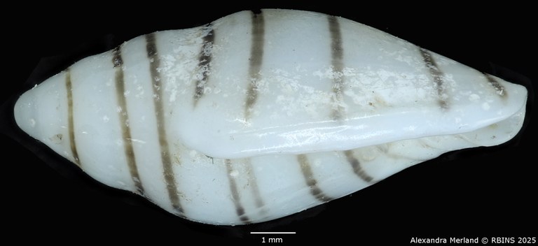 BE-RBINS-INV-MT-1473-Marginella-poppei-pt-L.jpg BE-RBINS-INV-MT-1473-Marginella-poppei-pt-L.jpg