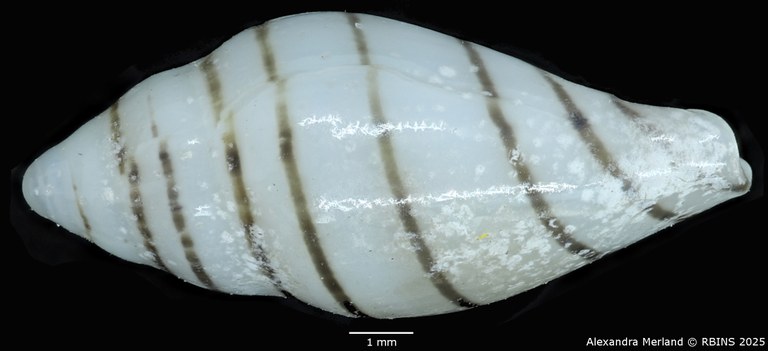 BE-RBINS-INV-MT-1473-Marginella-poppei-pt-L2.jpg BE-RBINS-INV-MT-1473-Marginella-poppei-pt-L2.jpg