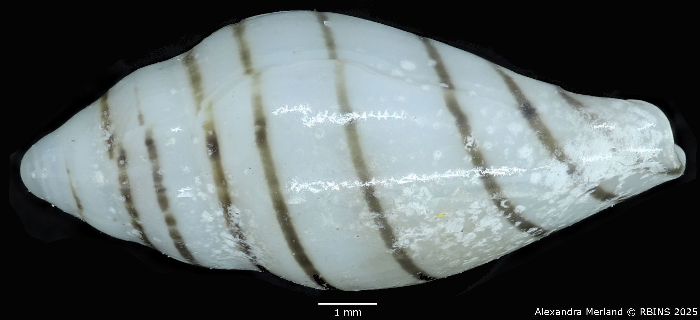 BE-RBINS-INV-MT-1473-Marginella-poppei-pt-L2.jpg