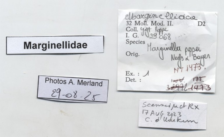 BE-RBINS-INV-MT-1473-Marginella-poppei-pt-label.jpg BE-RBINS-INV-MT-1473-Marginella-poppei-pt-label.jpg