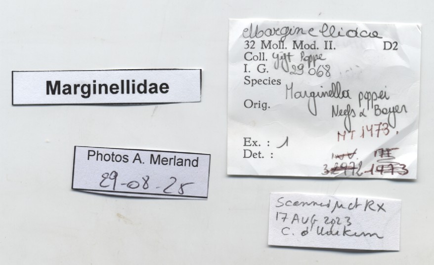 BE-RBINS-INV-MT-1473-Marginella-poppei-pt-label.jpg