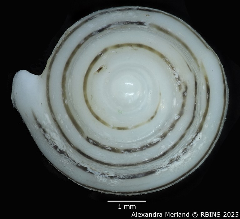 BE-RBINS-INV-MT-1473-Marginella-poppei-pt-Top.jpg BE-RBINS-INV-MT-1473-Marginella-poppei-pt-Top.jpg