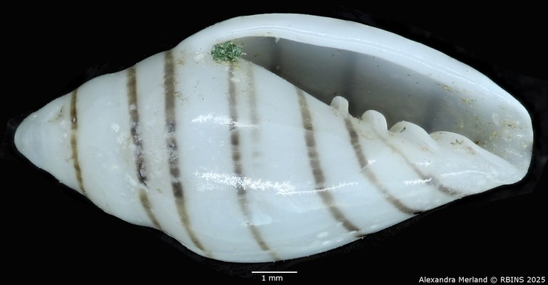 BE-RBINS-INV-MT-1473-Marginella-poppei-pt-V.jpg BE-RBINS-INV-MT-1473-Marginella-poppei-pt-V.jpg