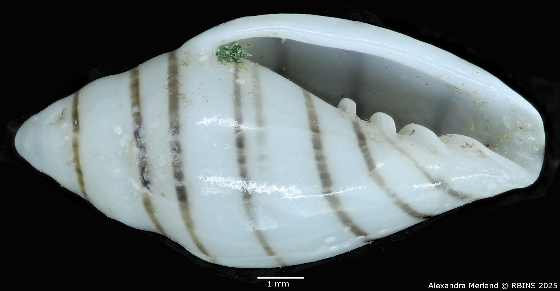 BE-RBINS-INV-MT-1473-Marginella-poppei-pt-V.jpg