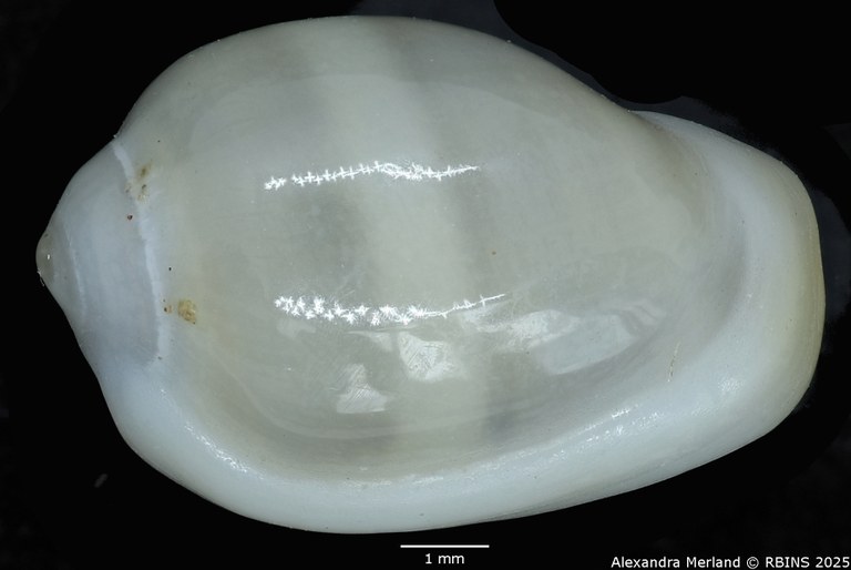 BE-RBINS-INV-MT-275-Rivomarginella-morrisoni-pt-D.jpg BE-RBINS-INV-MT-275-Rivomarginella-morrisoni-pt-D.jpg