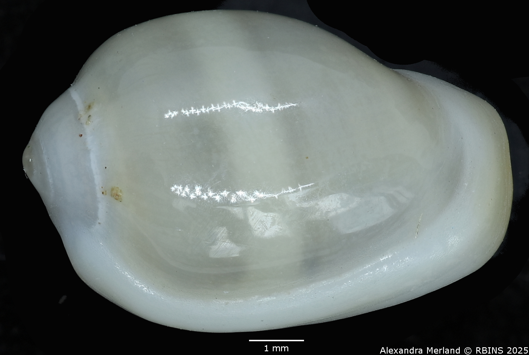 BE-RBINS-INV-MT-275-Rivomarginella-morrisoni-pt-D.jpg
