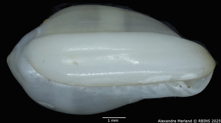 BE-RBINS-INV-MT-275-Rivomarginella-morrisoni-pt-L.jpg BE-RBINS-INV-MT-275-Rivomarginella-morrisoni-pt-L.jpg