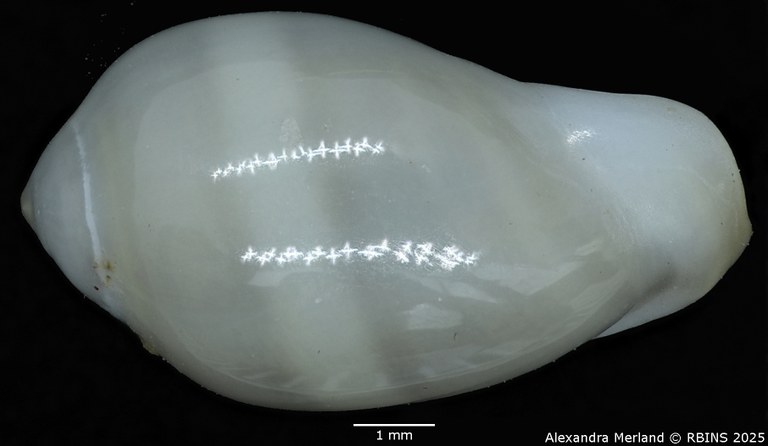 BE-RBINS-INV-MT-275-Rivomarginella-morrisoni-pt-L2.jpg BE-RBINS-INV-MT-275-Rivomarginella-morrisoni-pt-L2.jpg