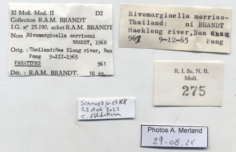 BE-RBINS-INV-MT-275-Rivomarginella-morrisoni-pt-label.jpg BE-RBINS-INV-MT-275-Rivomarginella-morrisoni-pt-label.jpg
