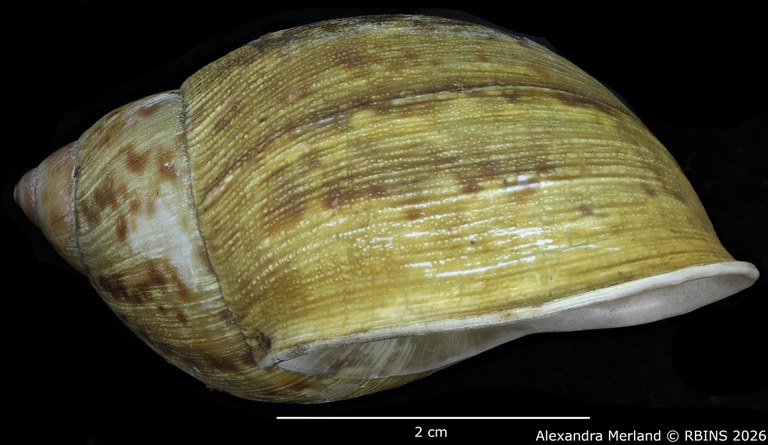 BE-RBINS-INV-MT-2345-Bulimus-coloratus-lt-L.jpg