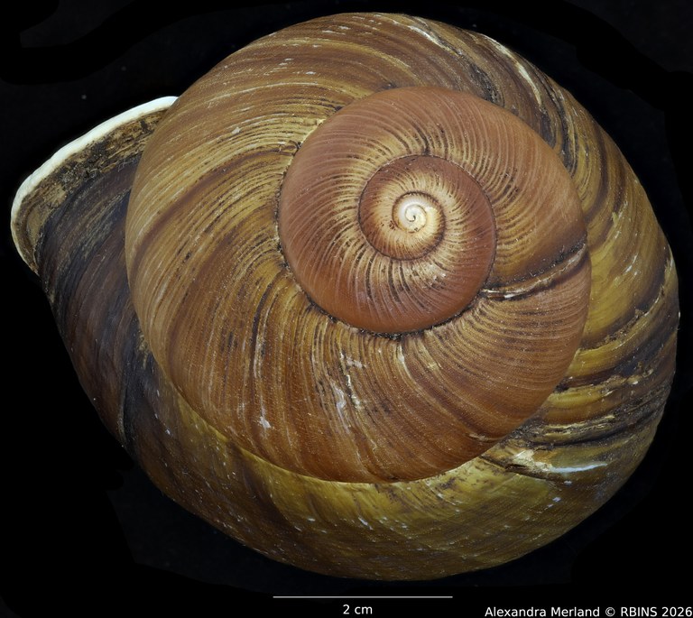 BE-RBINS-INV-INV-50627-Bulimus-popelairianus-nt-Top.jpg
