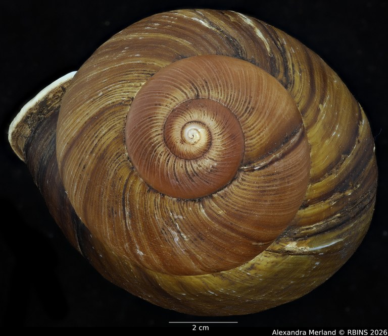 BE-RBINS-INV-INV-50627-Bulimus-popelairianus-nt-Top2.jpg