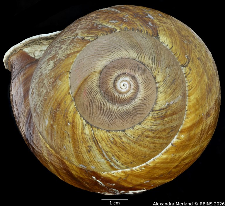 BE-RBINS-INV-MT-2890-Bulimus-popelairianus-type-Top.jpg