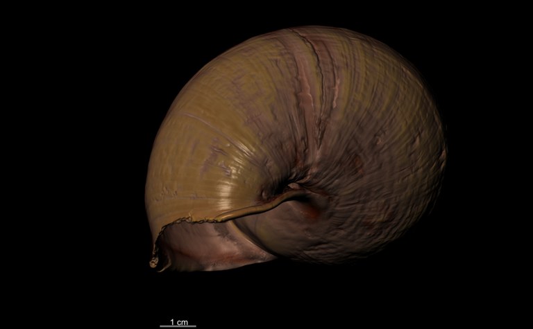 BE-RBINS-INV SYNTYPE MT.2890 Bulimus popelairianus BOTTOM MCT RX.jpg